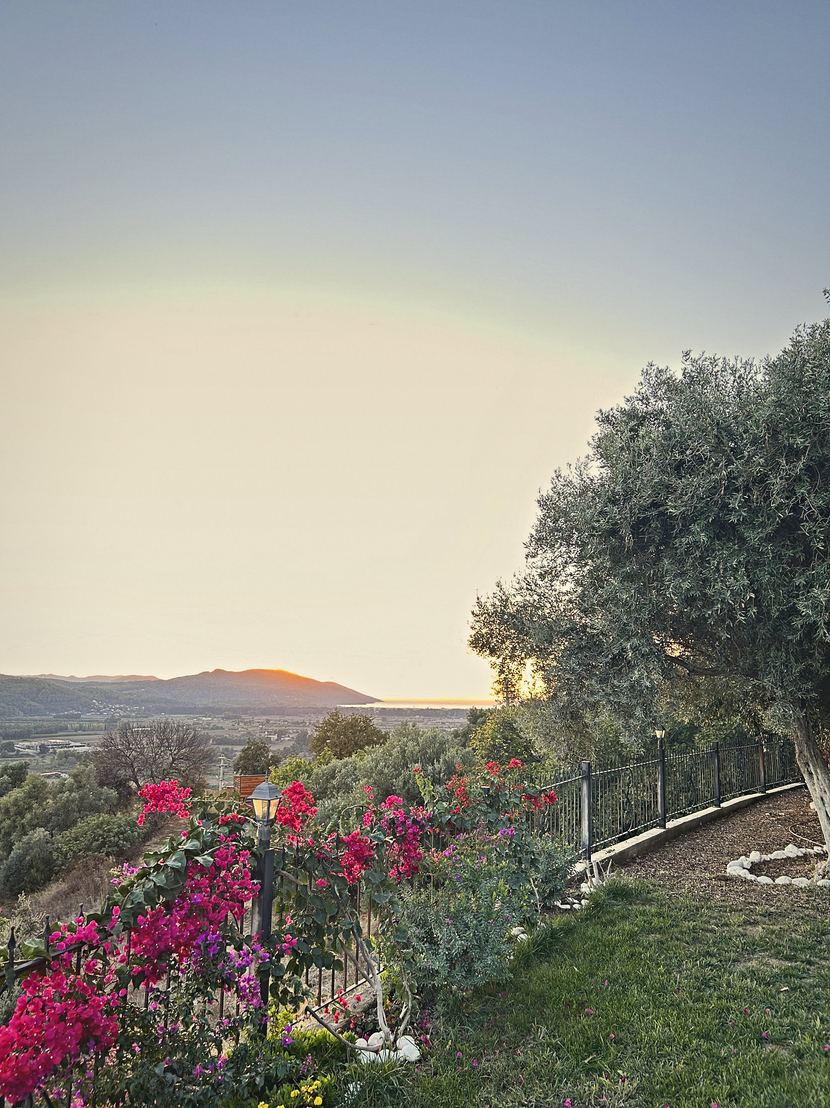 An old olive tree and bougainvillea at sunset, the gulf on the horizon